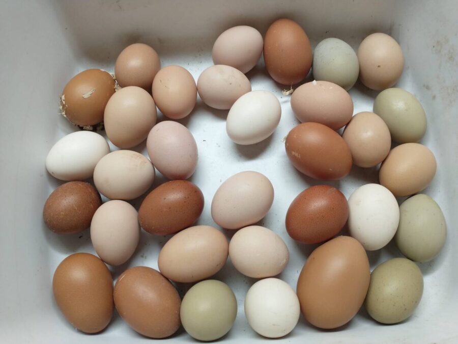 Fresh Eggs